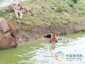 今日动物爆料最新消息新闻,最新奇特的动物新闻盘点